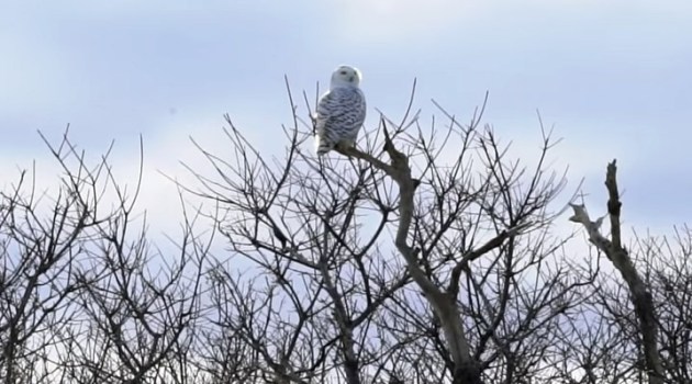 Snowy owl on Plum Island