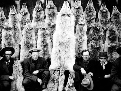 Killing Wolves
