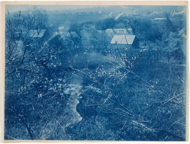 Everett Hubbard's Peach Tree cyanotype by Arthur Wesley Dow