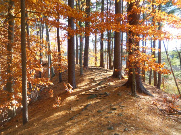 Ipswich River Wildlife Sanctuary