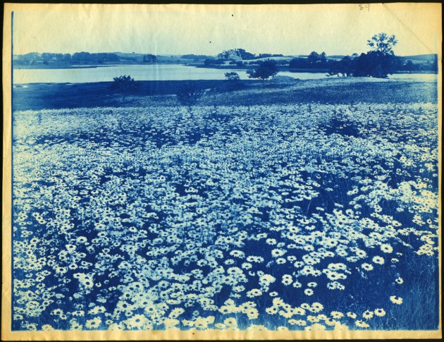 daisies and river cyanotype by Arthur Wesley Dow