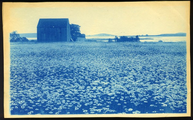 Daisies and barn cyanotype by Arthur Wesley Dow
