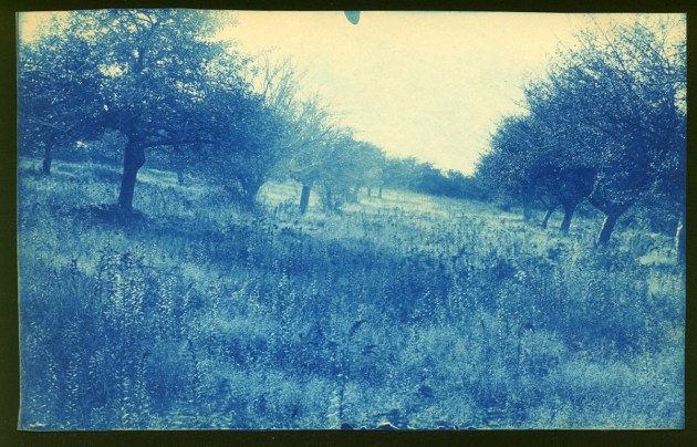 Meadow and trees cyanotype by Arthur Wesley Dow