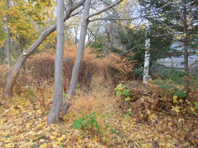 Farley Brook is a seasonal stream, flowing gently behind the Victorian-era houses on Central St.