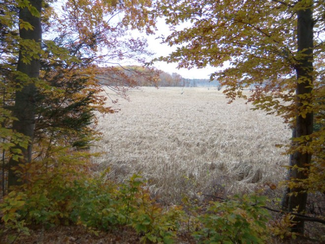 Ipswich River Wildlife Sanctuary Hassocky Meadows