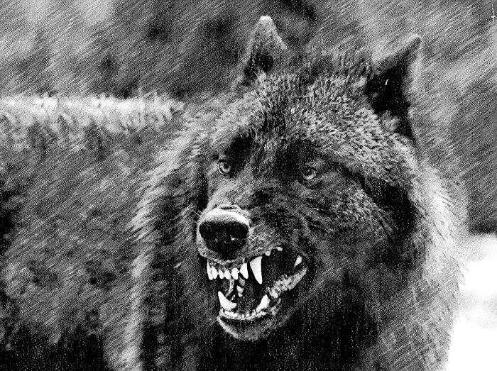The wolf in colonial America