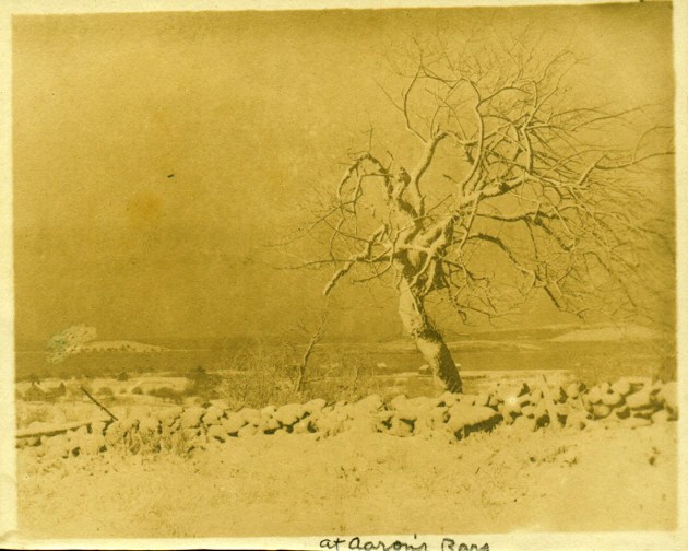 Tree at Aaron's cyanotype by Arthur Wesley Dow