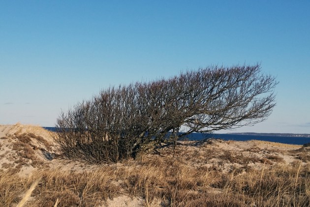 Windblown tree at Castle Neck