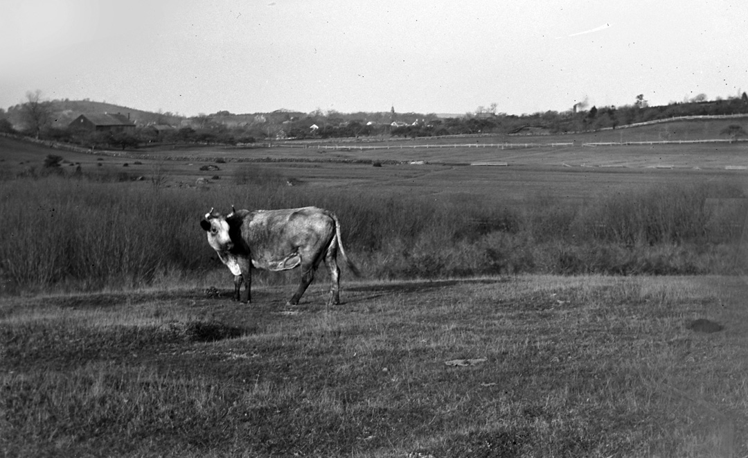 Cow on Bush Hill in Ipswich. Photo by Edward Darling