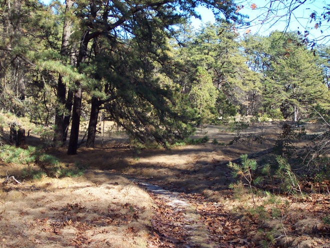 The green trail is the nearest and shortest trail at Castle neck, and crosses a pitch pine forest twice.