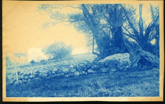 Old trees and fence cyanotype by Arthur Wesley Dow