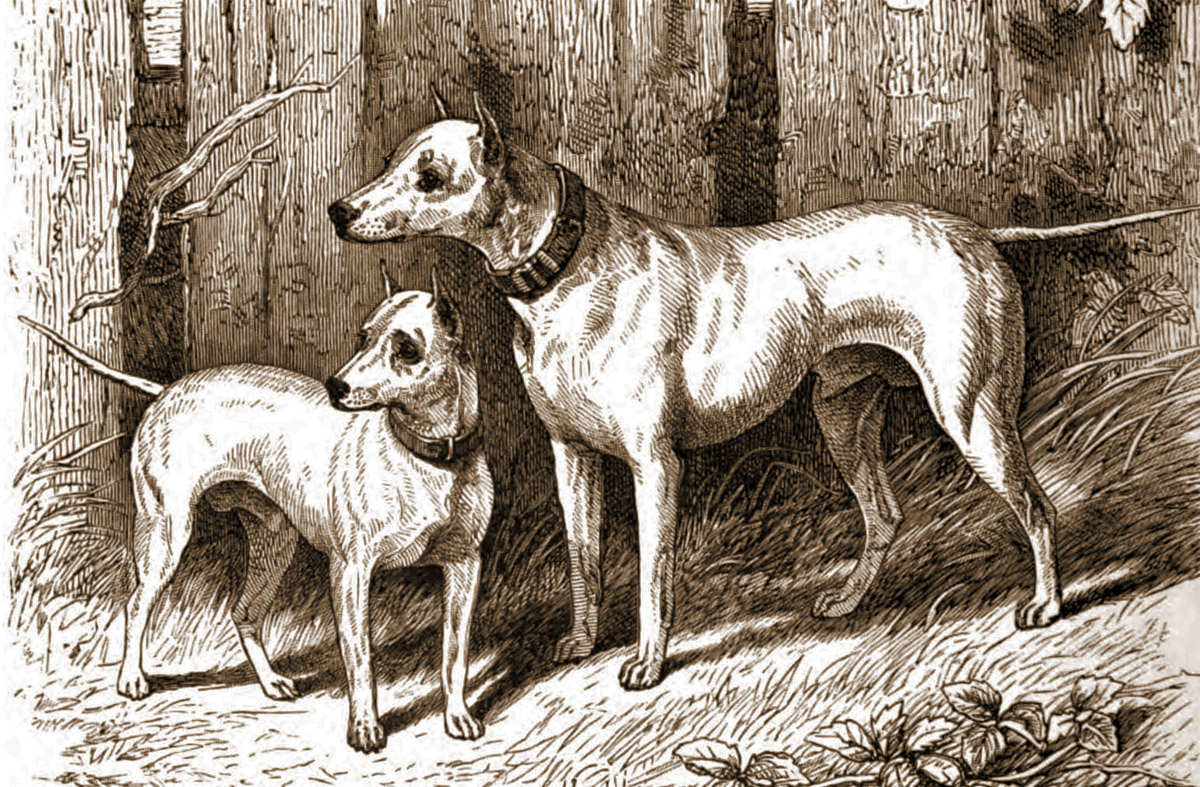 A Short History of Ipswich Dog Laws – Historic Ipswich