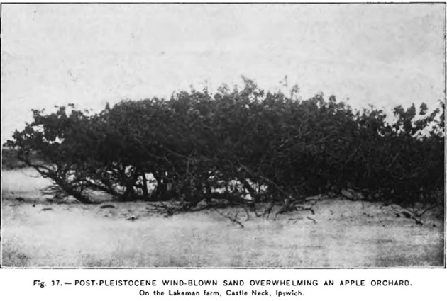 lakeman-farm-orchard