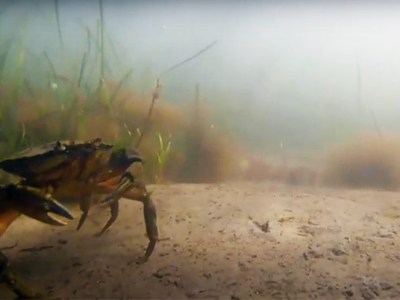 Green Crabs in the Salt&nbsp;Marsh