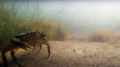 The green crab is a threat to the Great Salt Marsh