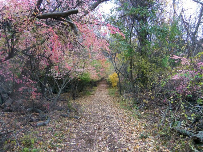 Ipswich River Wildlife Sanctuary observation trail