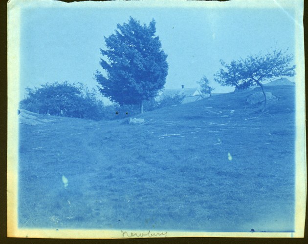 Windblown tree cyanotype by Arthur Wesley Dow