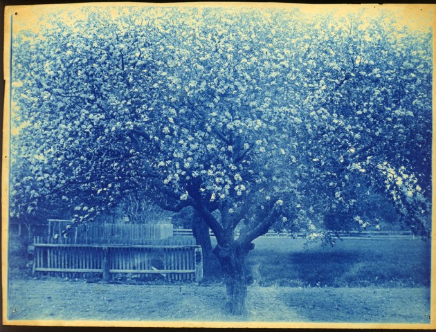Flowering tree cyanotype by Arthur Wesley Dow