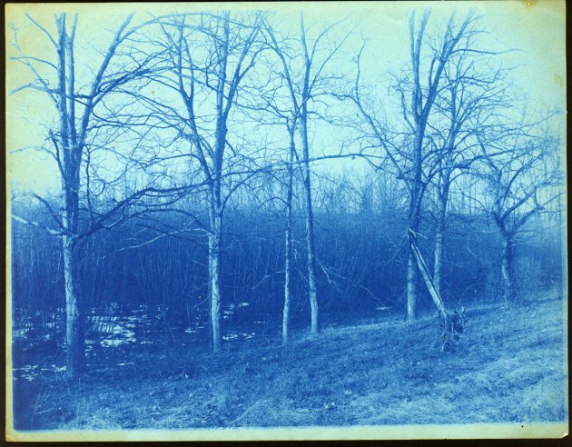 Woods and field cyanotype by Arthur Wesley Dow