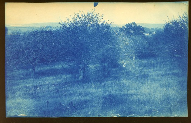 Orchard cyanotype by Arthur Wesley Dow
