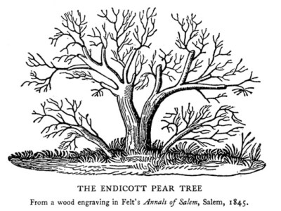 A Very Old Pear Tree Grows in&nbsp;Danvers
