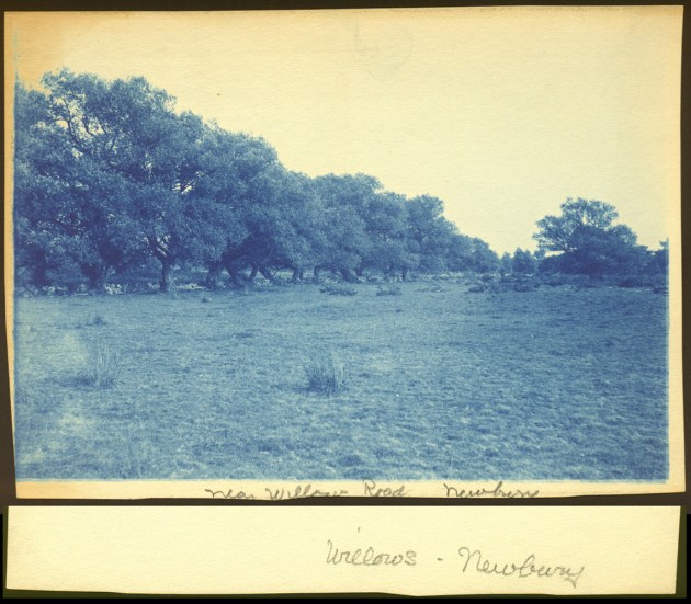 Near Willow Road in Newbury cyanotype by Arthur Wesley Dow