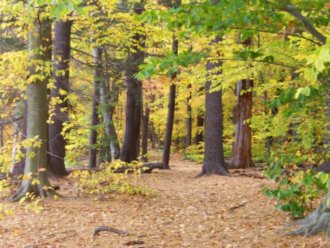 Averill Island trail at the Ipswich River Wildlife Sanctuary 