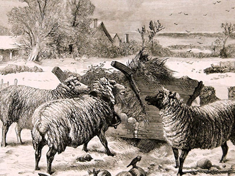 “Wording it Over the Sheep” and Behaving&nbsp;Badly