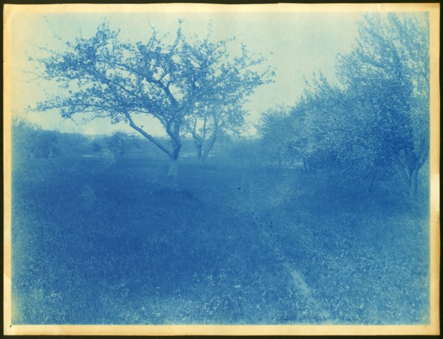 Flowering trees cyanotype by Arthur Wesley Dow