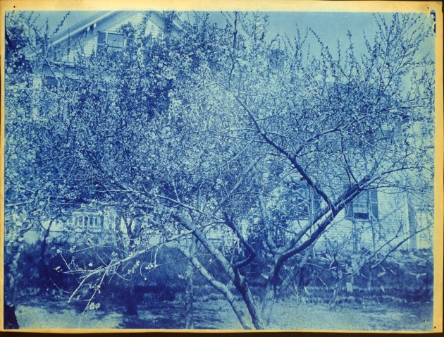 Tree and house cyanotype by Arthur Wesley Dow