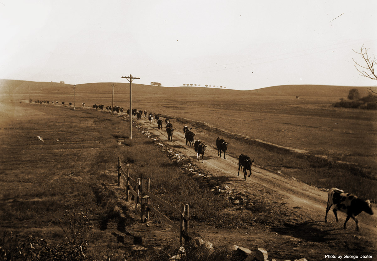 cows_jeffreys_neck_1200_dexter1