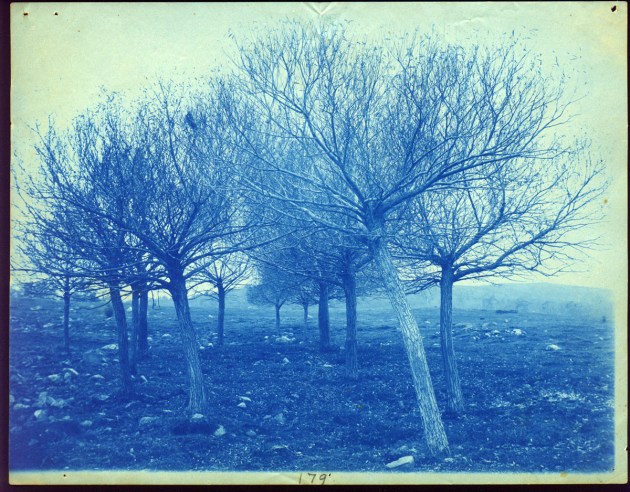 Leaning trees cyanotype by Arthur Wesley Dow