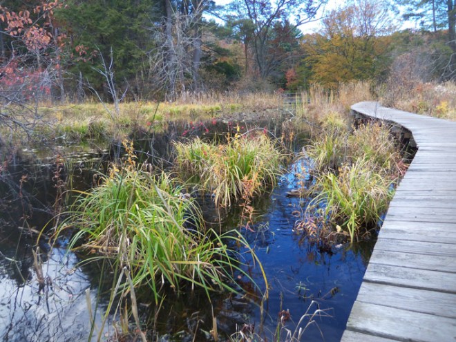 Mallards are plentiful along the boardwalk leaking from the Rookery back to the Visitor Center