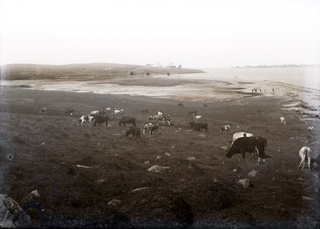 Cattle at Clark Pond