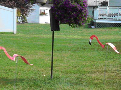 Pink Flamingos, More Musings From a Musty&nbsp;Mind