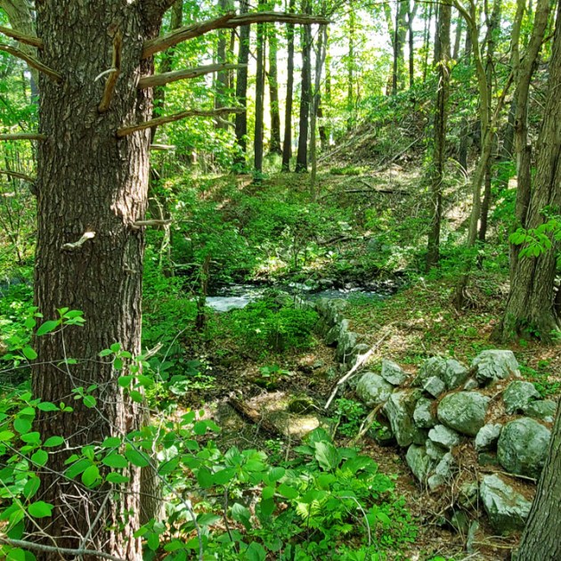 Old grist mill dam on Bull Brook in Ipswich