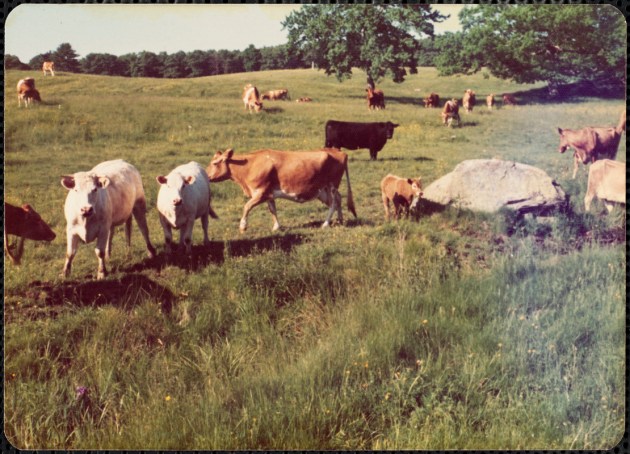 Appleton Farms Great Pasture in 1976 (Digital Commonwealth)