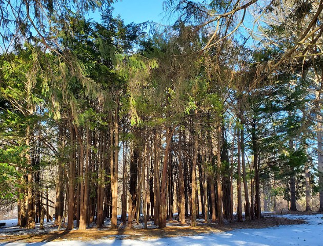 "Fairy ring" of trees on Spring Street in Ipswich