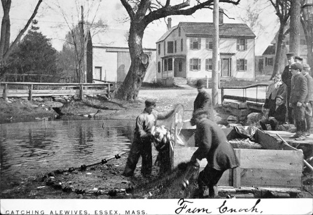 Seining for Alewives on Apple Street in Essex MA