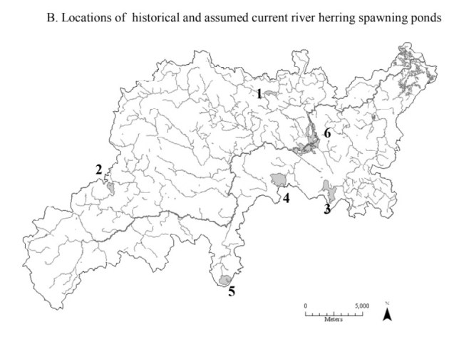 Herring spawning ponds in Essex County MA