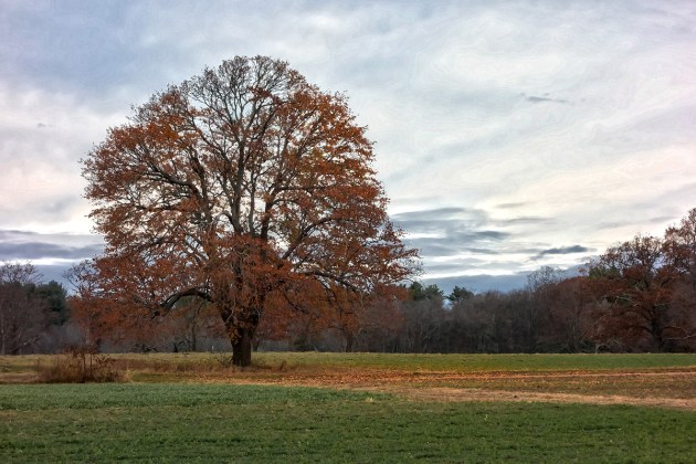 Photos from Ipswich, Massachusetts by David "Stoney" Stone. © 2026